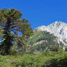 Araucaria tree with Cerro Impodi